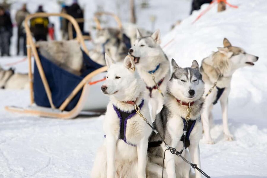 Husky Soul Journey: From Farm Life to Sledding Adventure - Key Things Worth Noticing Before You Go