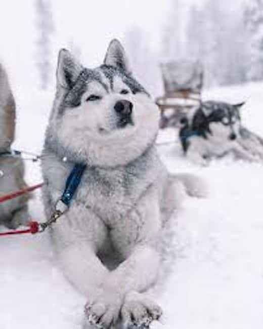 Husky Soul Journey: From Farm Life to Sledding Adventure - Husky Farm Morning Energy: What the Start Really Feels Like