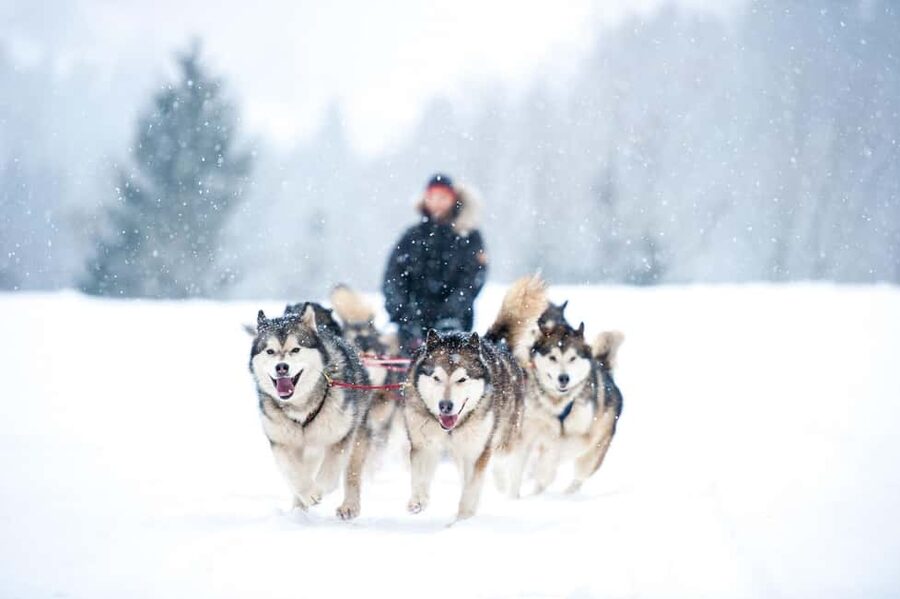 Husky Soul Journey: From Farm Life to Sledding Adventure - The Husky Sled Ride Through Snowy Trails: The Moment You’re Paying For