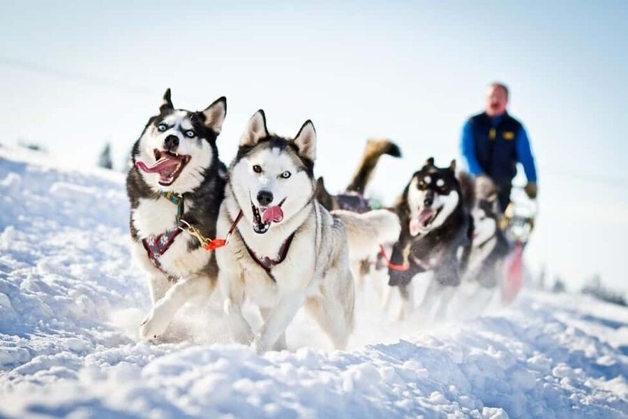 Husky Soul Journey: From Farm Life to Sledding Adventure - Who This Husky Soul Journey Suits Best
