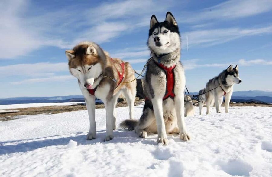 Husky Soul Journey: From Farm Life to Sledding Adventure - The Arctic Storytelling Session: How to Get More Value From 2 Hours