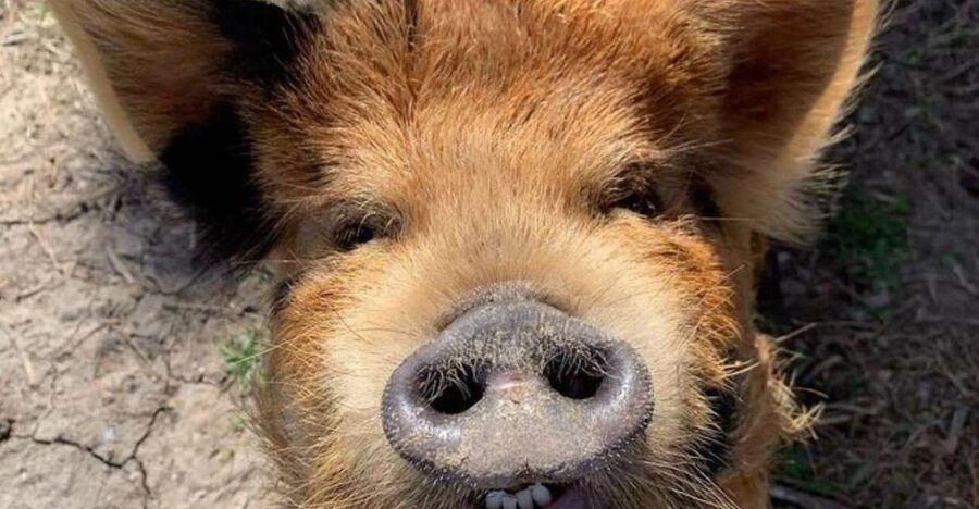 Hutto Texas: Kune kune Pig Farm Visit - Kunekune Pigs Up Close: What You Learn and Why It Matters
