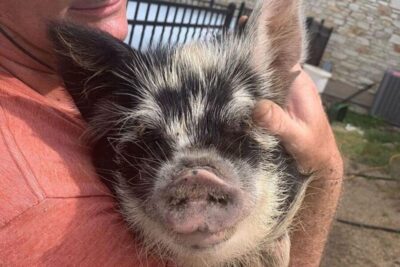 Hutto Texas: Kune kune Pig Farm Visit - Entering the Farm: Parking, Pace, and the On-Site Setup
