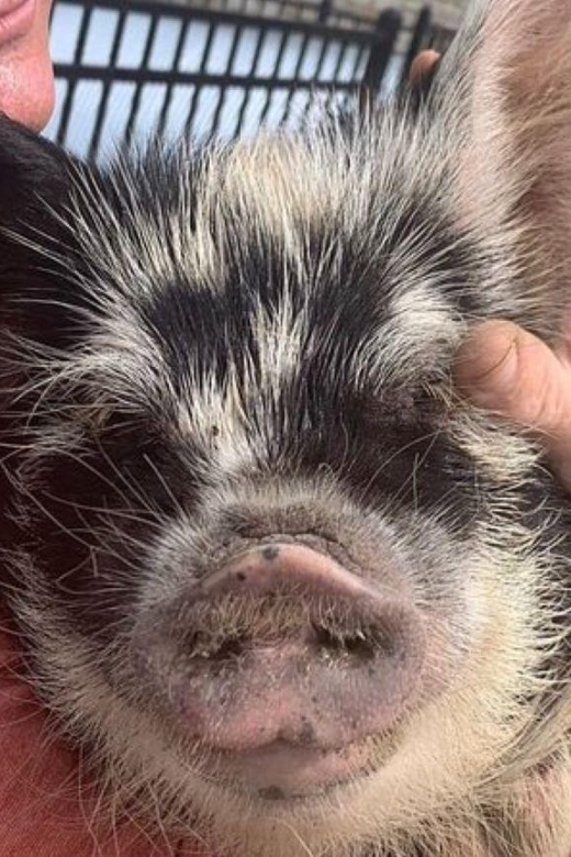 Hutto Texas: Kune kune Pig Farm Visit - Weather Comfort: Water, Shade, and Staying Relaxed Outside