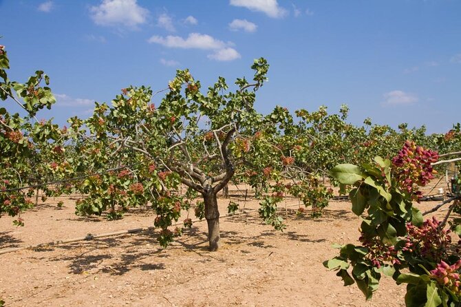 Insightful Pistachio Orchard and Factory Tour - Orchard Science Meets Snacking in Aegina