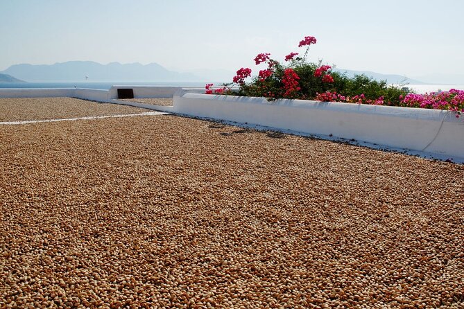 Insightful Pistachio Orchard and Factory Tour - What You’ll Learn in the Organic Pistachio Orchard