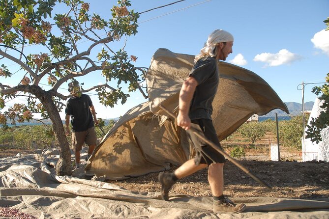 Insightful Pistachio Orchard and Factory Tour - Harvest Season Reality: When the Orchard Is in Dormancy