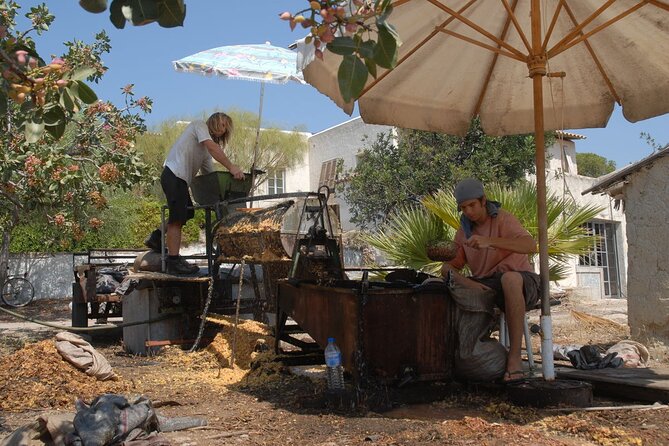 Insightful Pistachio Orchard and Factory Tour - Price and Value: Why $48.19 Can Make Sense