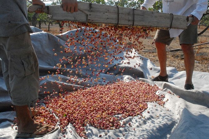 Insightful Pistachio Orchard and Factory Tour - Male vs Female Pistachio Trees (Yes, It’s a Thing)