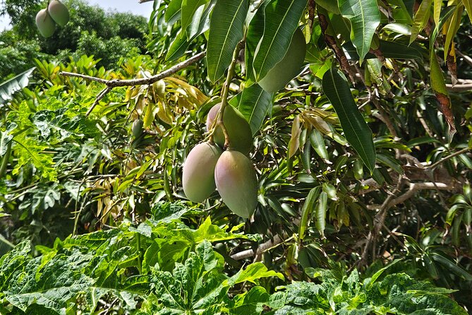 Island Eco Farm Tour with Local Treats and Sapphire Beach Time - Sapphire Beach Bliss: Two Hours to Do What You Want