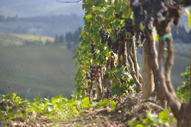 It's Wine Time! 2 wineries & farm-to-table lunch—max 8 pp - Lunch that turns a wine day into a real Tuscan meal