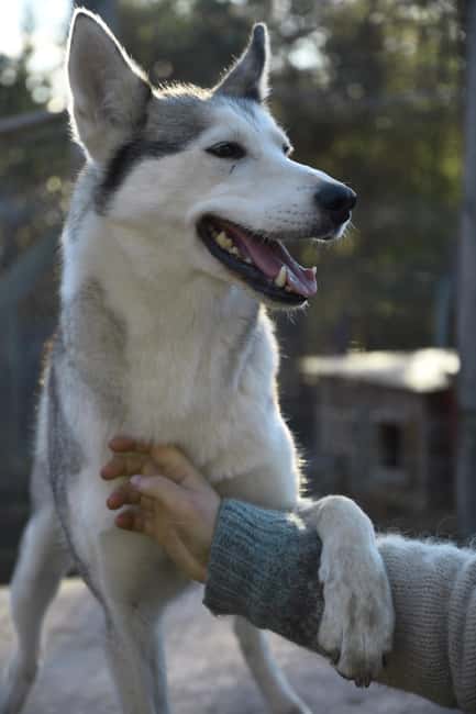IVALO: Experience Farm Visit | small group - Huskies and Sheep: Cuddles, Facts, and Animal Respect