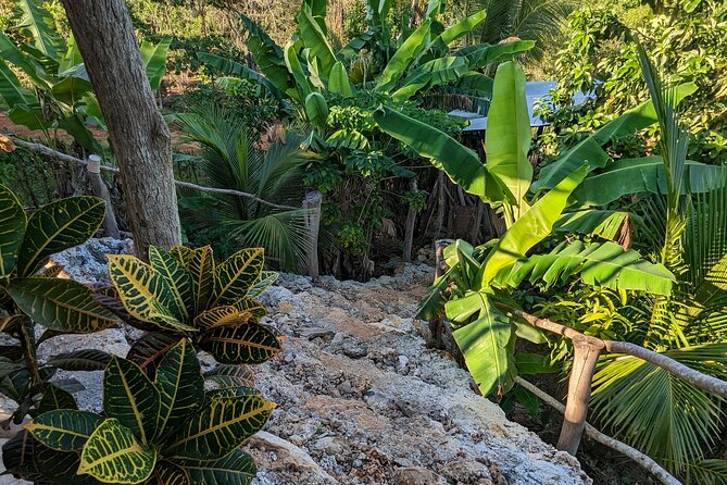 Jamaican Roots Tropical Farm Tour - Taste & Explore (Negril) 2hr - The farm walk: almond-tree gate, shade stops, and a comfortable pace