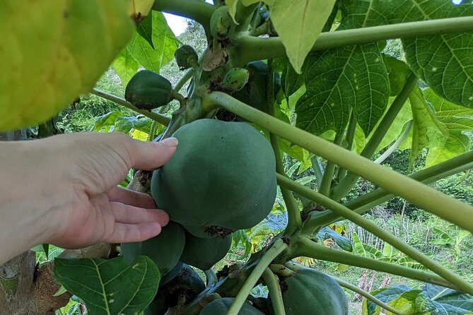 Jamaican Roots Tropical Farm Tour - Taste & Explore (Negril) 2hr - Meeting Mark: learning how Jamaica grows its tropicals
