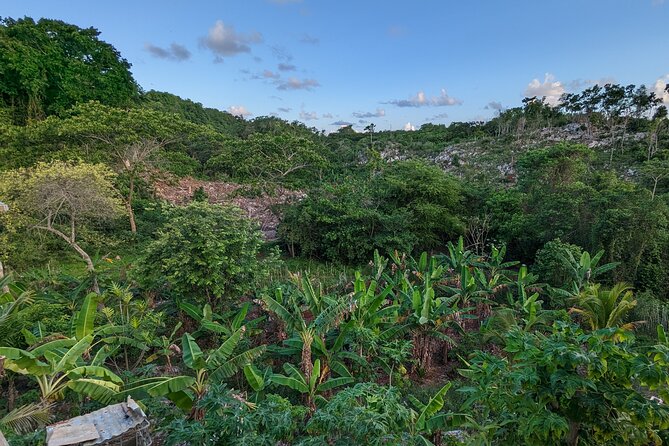 Jamaican Roots Tropical Farm Tour - Taste & Explore (Negril) 2hr - Tasting for real: smoothie, fruit plate, and that treetop view