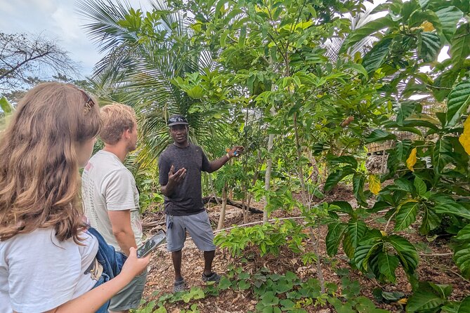 Jamaican Roots Tropical Farm Tour - Taste & Explore (Negril) 2hr - Getting to the farm: pickup, air-conditioning, and timing