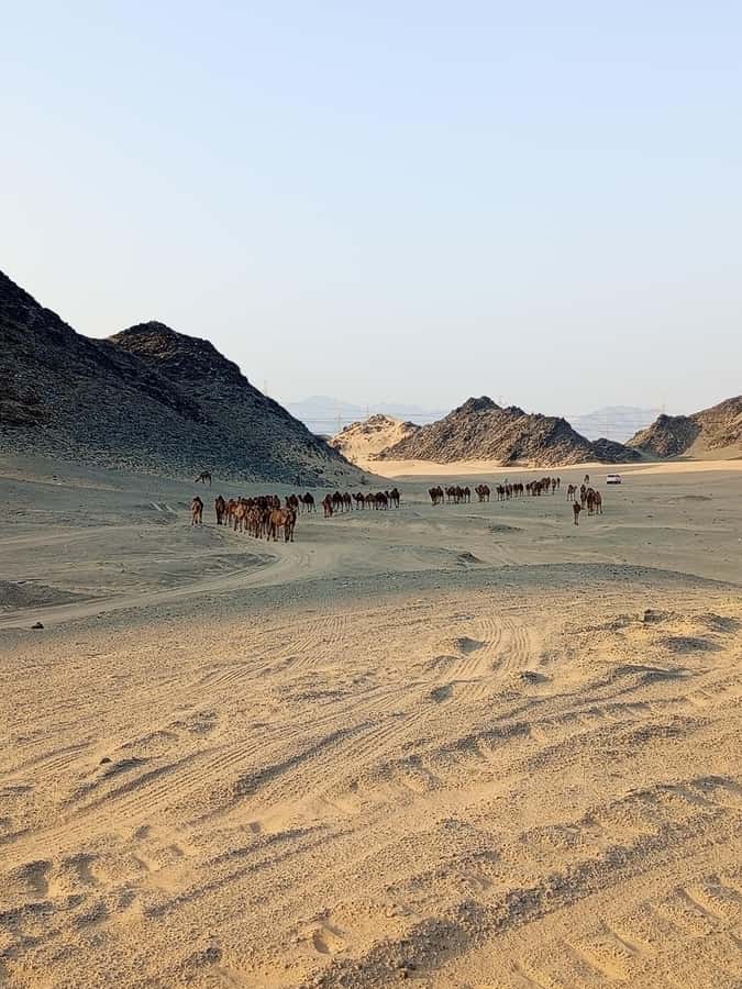 Jeddah Desert Safari: Quad Biking, Camel Farm & Sunset Views - Price and value: what $221 per person really buys
