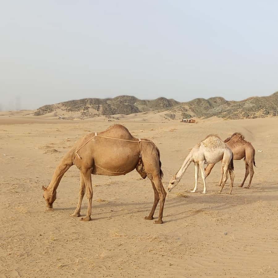 Jeddah Desert Safari: Quad Biking, Camel Farm & Sunset Views - What kind of traveler should book this safari