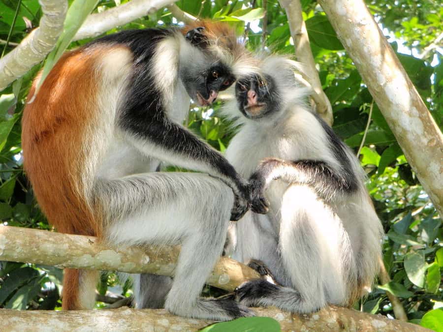 Joazani forest & Spice farm with lunch - Key highlights at a glance