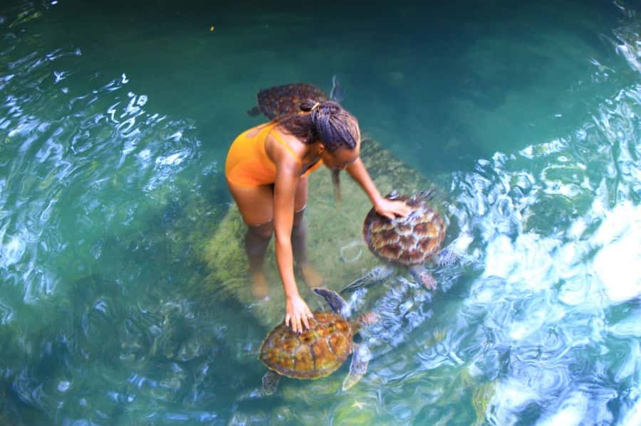 Joazani forest & Spice farm with lunch - Tour flow details: what to expect from start to finish