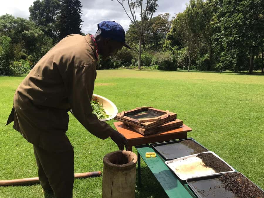 Kaimbethu tea farm tour and lunch package - Plantation walk plus indigenous forest: monkeys, birds, and real nature time
