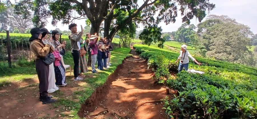 Kaimbethu tea farm tour and lunch package - Lunch on the estate: what’s included and what to expect