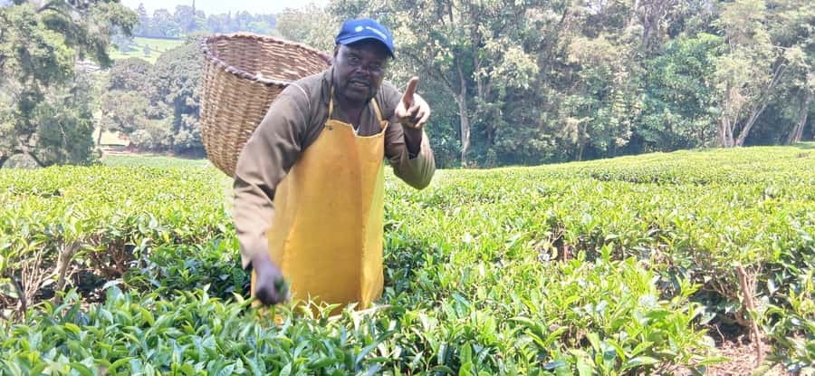 Kaimbethu tea farm tour and lunch package - Should you book Kiambethu?
