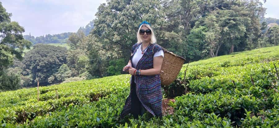 Kaimbethu tea farm tour and lunch package - Kiambethu tea history and the process you can actually see
