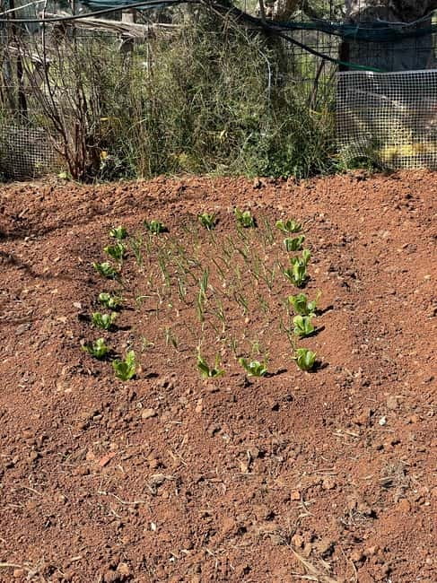 Kalamata: Farm-to-Table Experience with Cooking - Key highlights to know before you go