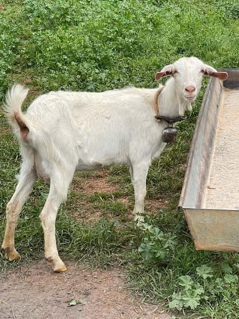 Kalamata: Farm-to-Table Experience with Cooking - Mama Gaia farm-to-table cooking: what you’re really paying for