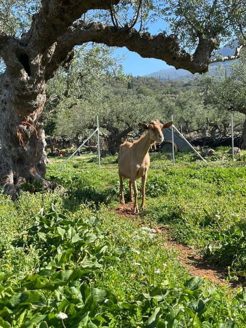 Kalamata: Farm-to-Table Experience with Cooking - Harvesting in the potager: tomatoes, herbs, eggs, and seasonal extras