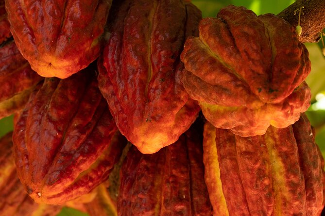 Kamananui Cacao Orchard Tour - Walking the cacao orchard: how you learn what a pod actually does