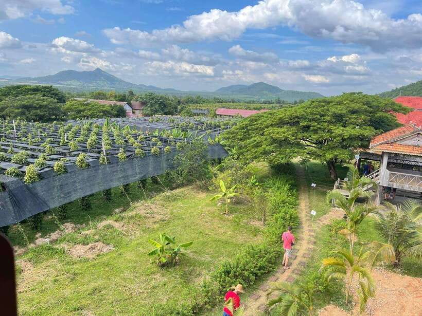 Kampot Pepper Farm, Salt Fields, Crab Market from Phnom Penh - La Plantation organic pepper farm: learning Kampot pepper the practical way