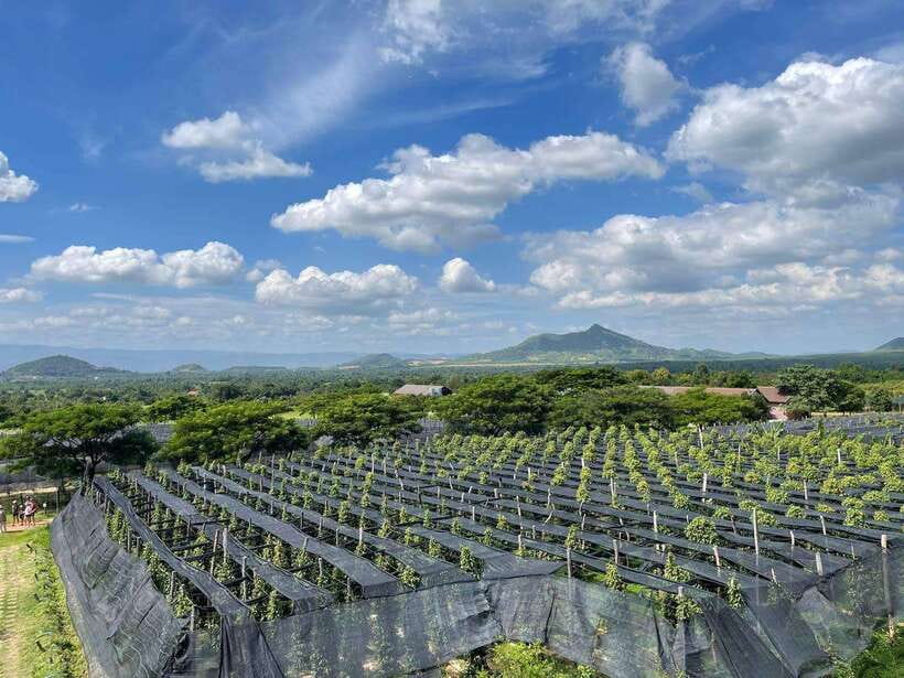Kampot Pepper Farm, Salt Fields, Crab Market from Phnom Penh - Price and value: why $87 can feel fair here