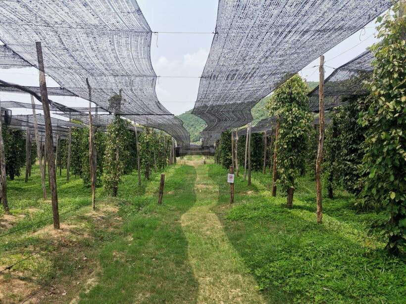 Kampot Pepper Farm Tour: Salt Fields, La Plantation & Cave - La Plantation pepper farm: organic farming that makes Kampot pepper make sense