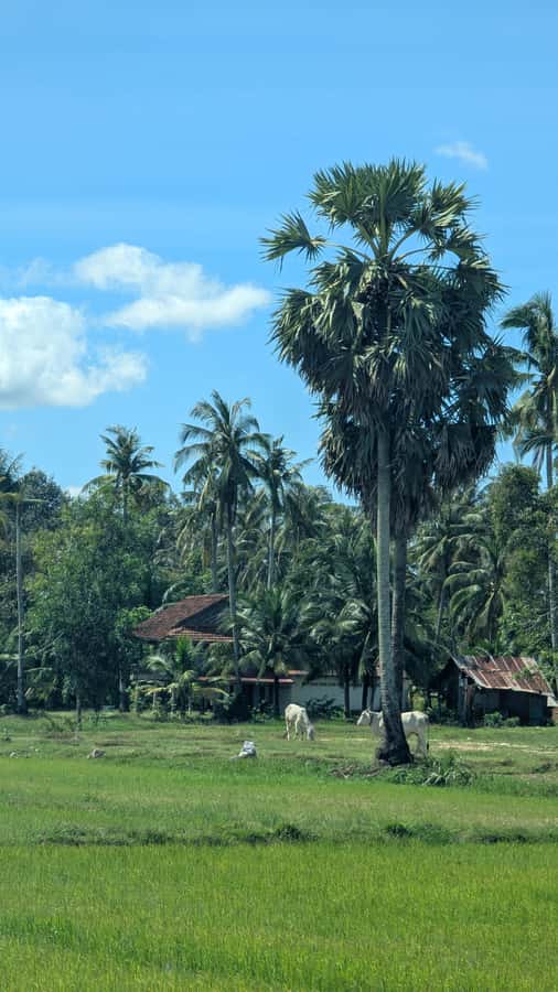 Kampot Private Tour: Pepper Farm, Salt Field & Secret Lake - Key Things I’d Block Time For