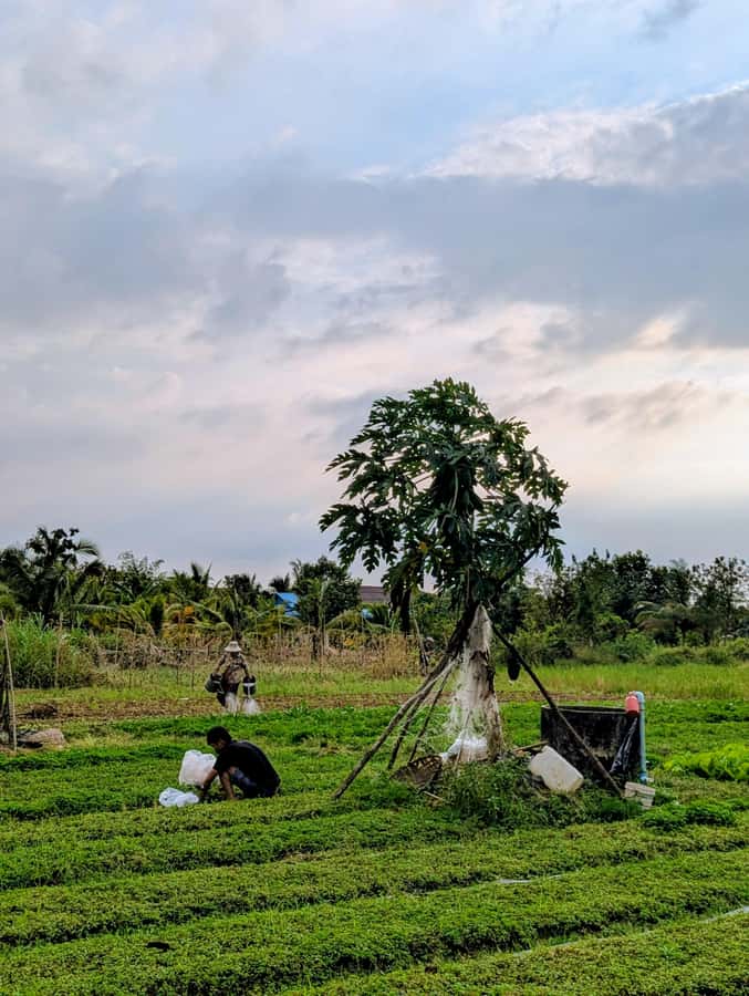Kampot Private Tour: Pepper Farm, Salt Field & Secret Lake - Lunch Time: Keep It Simple and Flexible