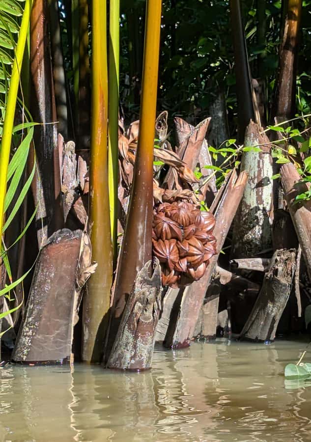 Kampot's Countryside & Kayak Tour, Pepper Farm include Lunch - Kayaking on the Kampot River loop near the Green Cathedral