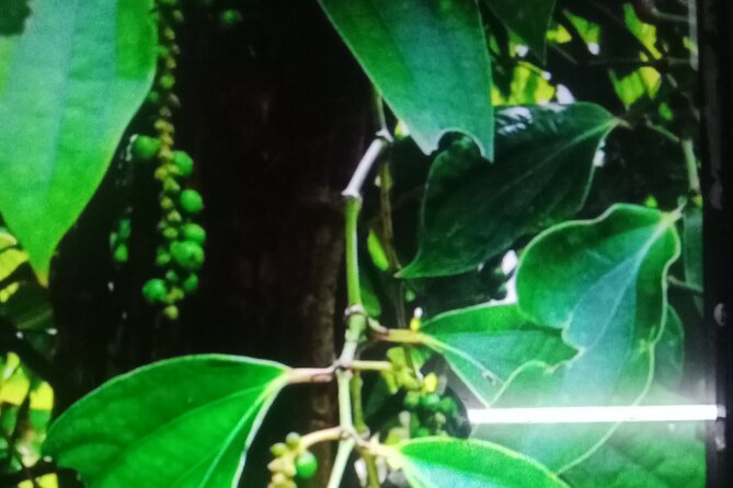 KAMPOT TRAVEL-Pepper farm. Cave.Secret lake-Crab market & Salt... - Brateak Krola Secret Lake: Beauty With a Khmer Rouge Shadow