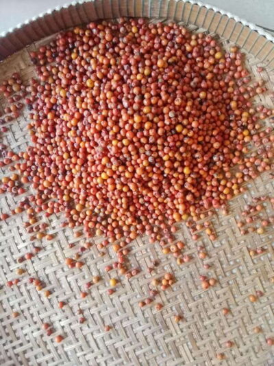 Kampot: Tuk Tuk Trip to Pepper Farm, Kep, Crab Market & More - Pickup and tuk-tuk reality: how to prepare for the ride