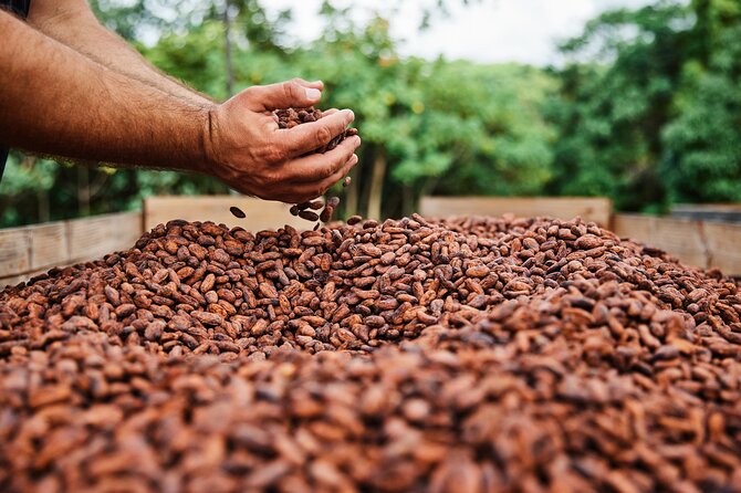 Kauai Chocolate Farm Tasting Tour - A closer look at your stop-and-sample rhythm