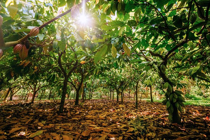 Kauai Chocolate Farm Tasting Tour - Price and value: is $145 worth 3 hours?