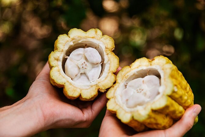 Kauai Chocolate Farm Tasting Tour - Getting there and timing: Kapaʻa is your base