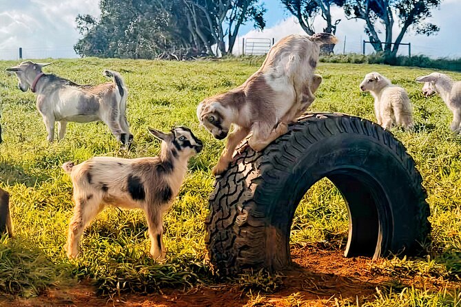 Kauai Private Baby Farm Animal Experience & Micro Dairy Immersion - The time slot matters: milking at 8 AM vs mini cow haltering at 9 AM