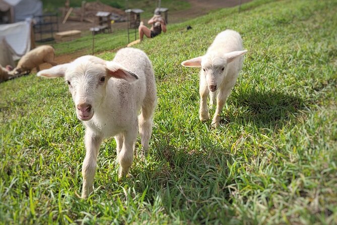 Kauai Private Baby Farm Animal Experience & Micro Dairy Immersion - What to wear and expect: shoes, mud, and hands-on farm reality