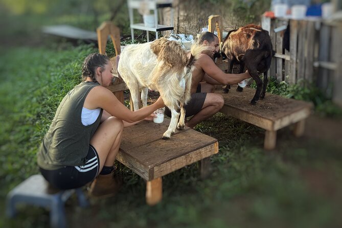 Kauai Private Baby Farm Animal Experience & Micro Dairy Immersion - Meeting the farm team: volunteer energy and a real-world learning farm