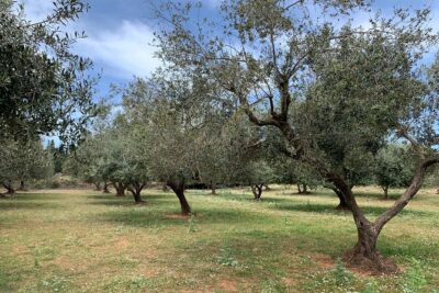 Kefalonia Farm Tour on E-Bikes - Stop 1 outside Argostoli: bee farm welcome and local produce overview