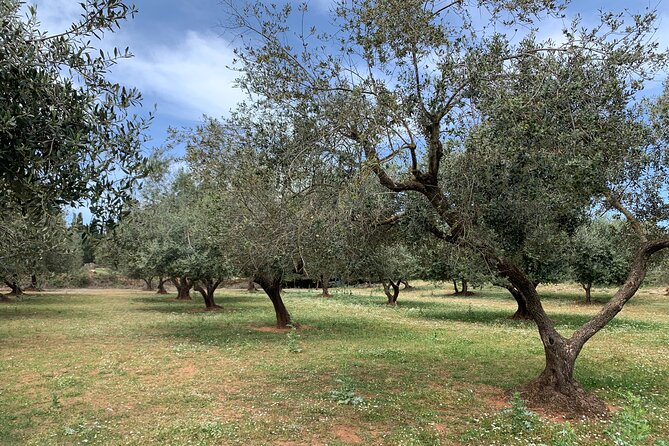 Kefalonia Farm Tour on E-Bikes - Stop 1 outside Argostoli: bee farm welcome and local produce overview