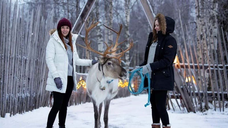 Kemi-Tornio: Reindeer farm experience - Key highlights worth planning for