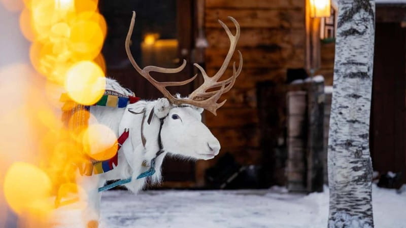 Kemi-Tornio: Reindeer farm experience - Getting Started at Sea Lapland Safaris (Kemi) Without the Winter Guesswork